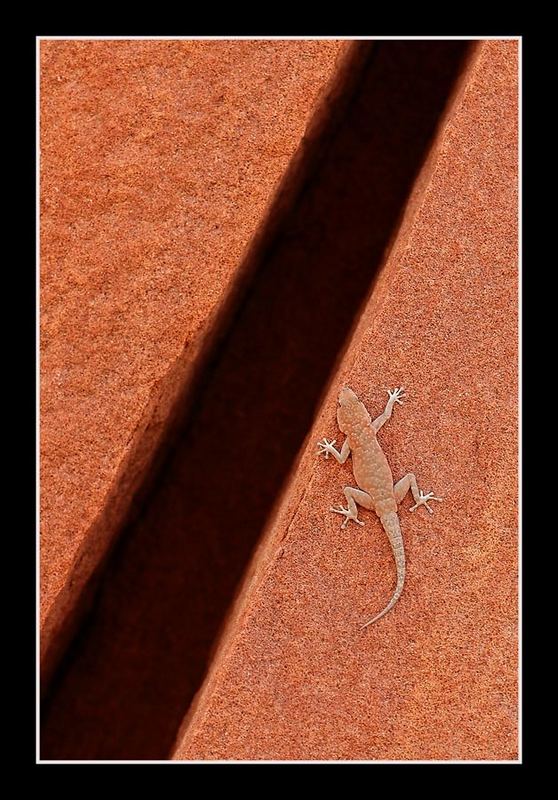 Geckofelsen......