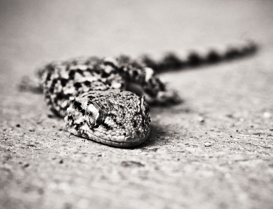 - Geckofotografie !! ++