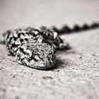 - Geckofotografie !! ++