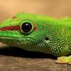 Geckoportrait