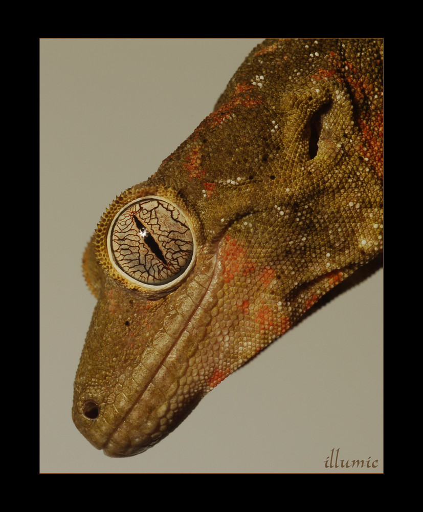Geckoportrait I