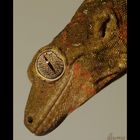 Geckoportrait I