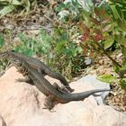 Geckos auf Mallorca