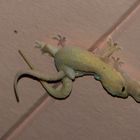 Geckos  beim Liebesspiel !