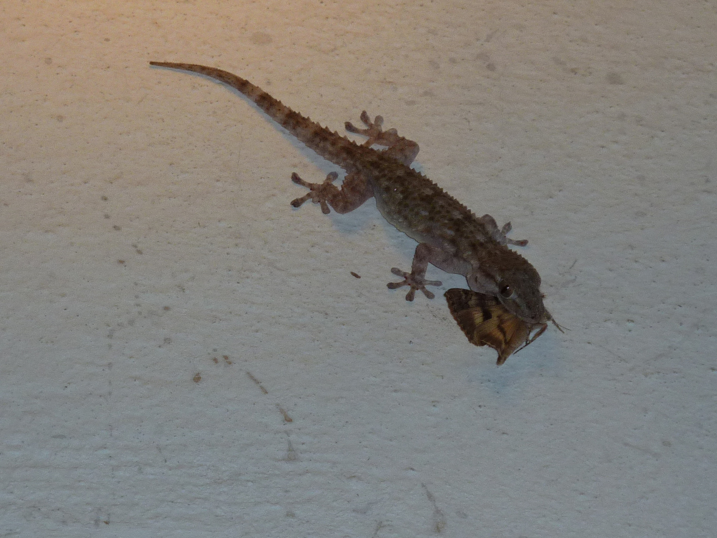 Geckos fette Beute