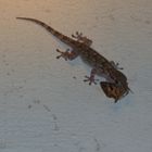 Geckos fette Beute