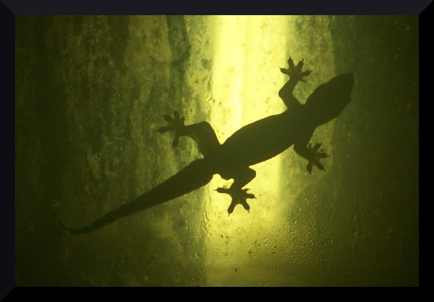 Geckos in Thailand