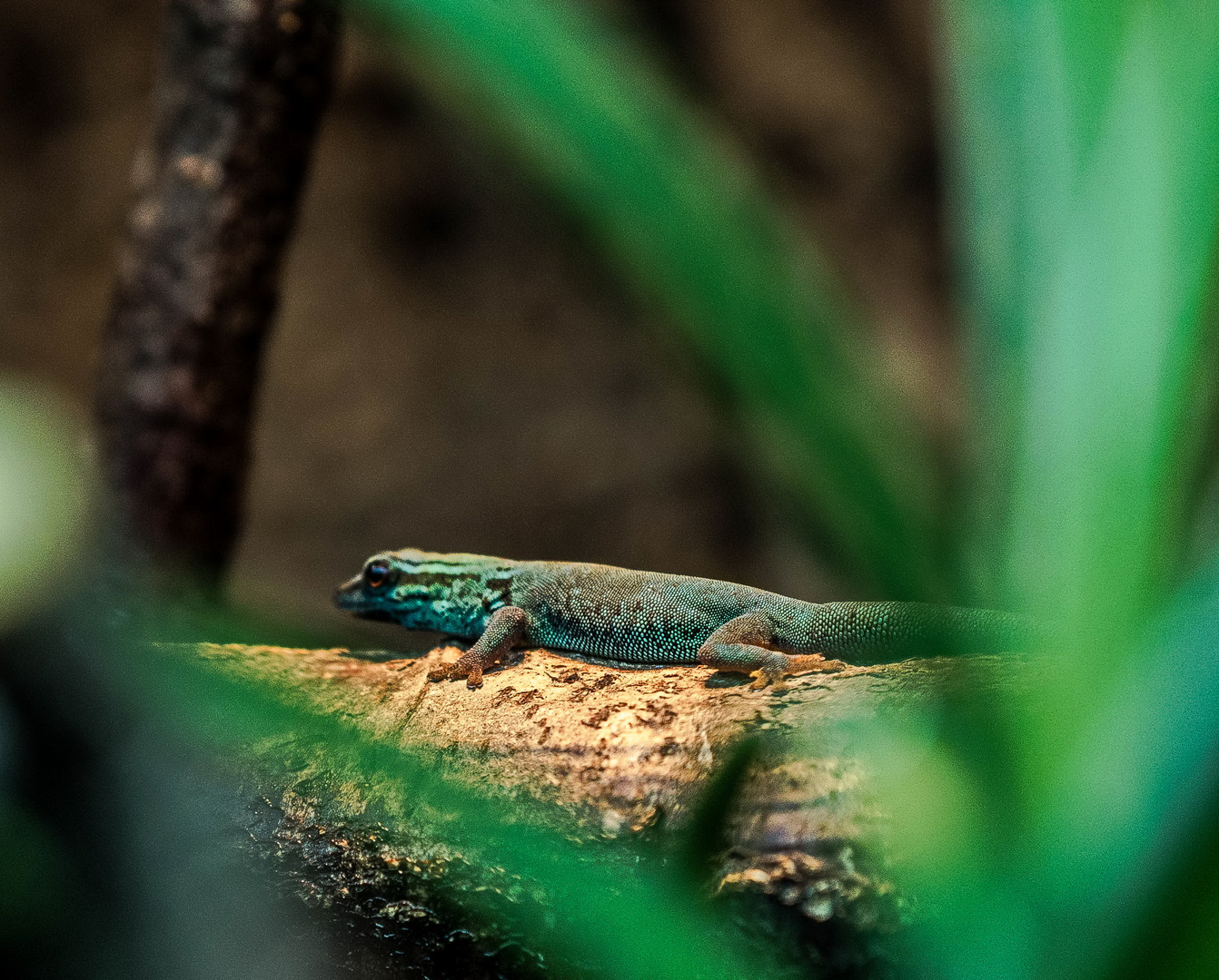 Geckos in unserem Terra