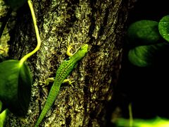 Geckos in unserem Terra