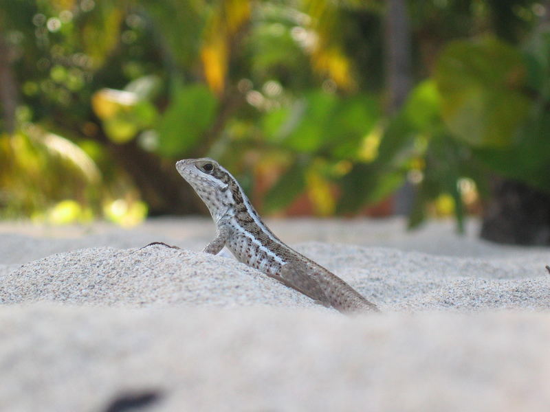 Geckoviech oder sonstwas in der Richtung