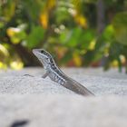 Geckoviech oder sonstwas in der Richtung