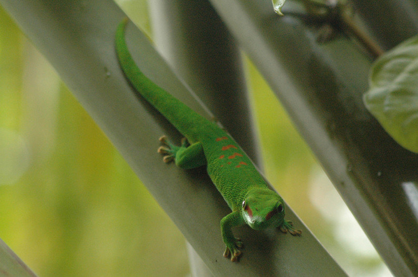 Geco diurno del Madagascar - Phelsuma Madagascariensis