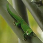 Geco diurno del Madagascar - Phelsuma Madagascariensis