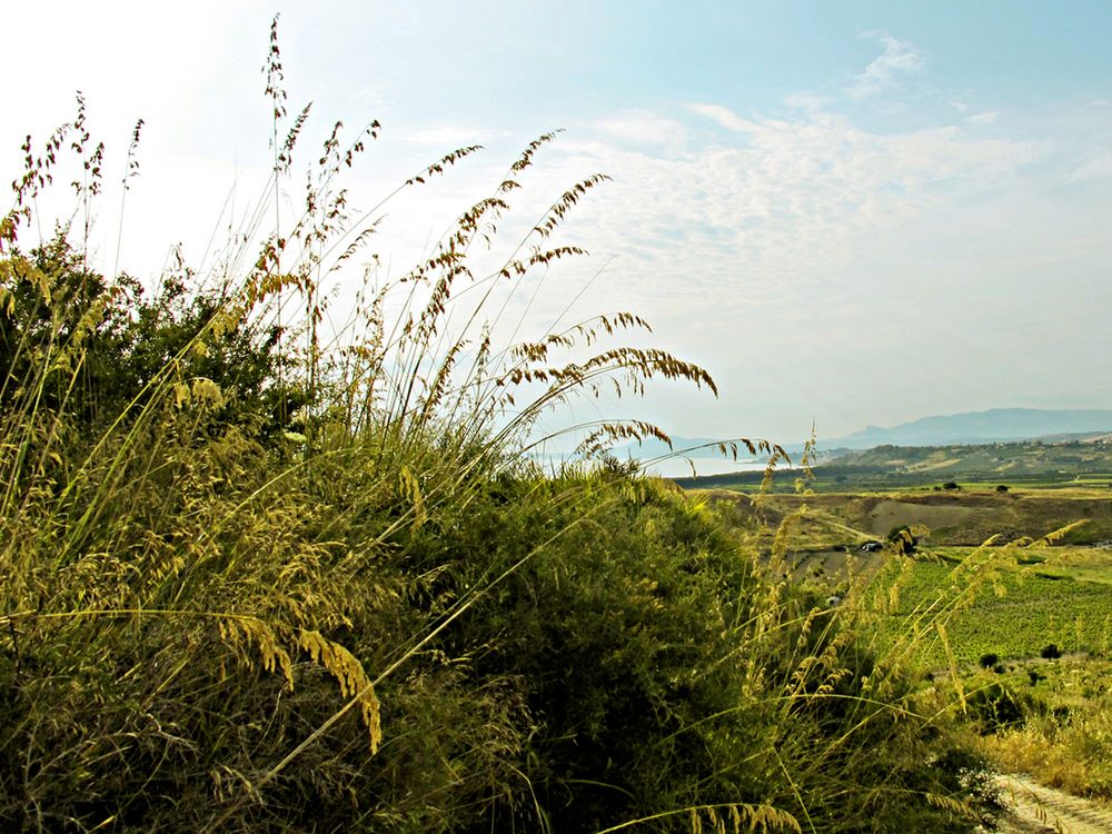 Gedämpftes Grün - verde smorzato