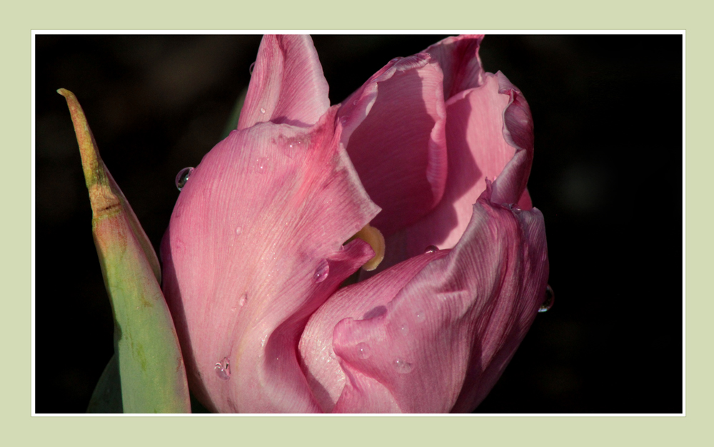 Gedanken an den Frühling ...