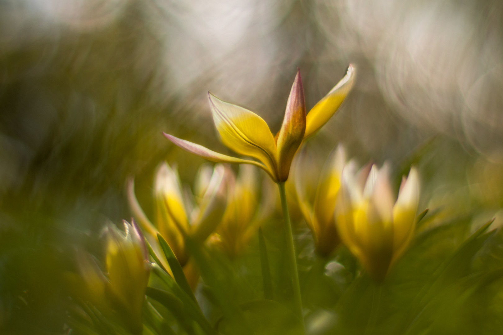 Gedanken an den Frühling