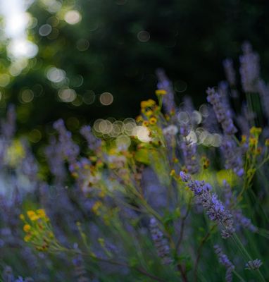 Gedanken an den Sommer