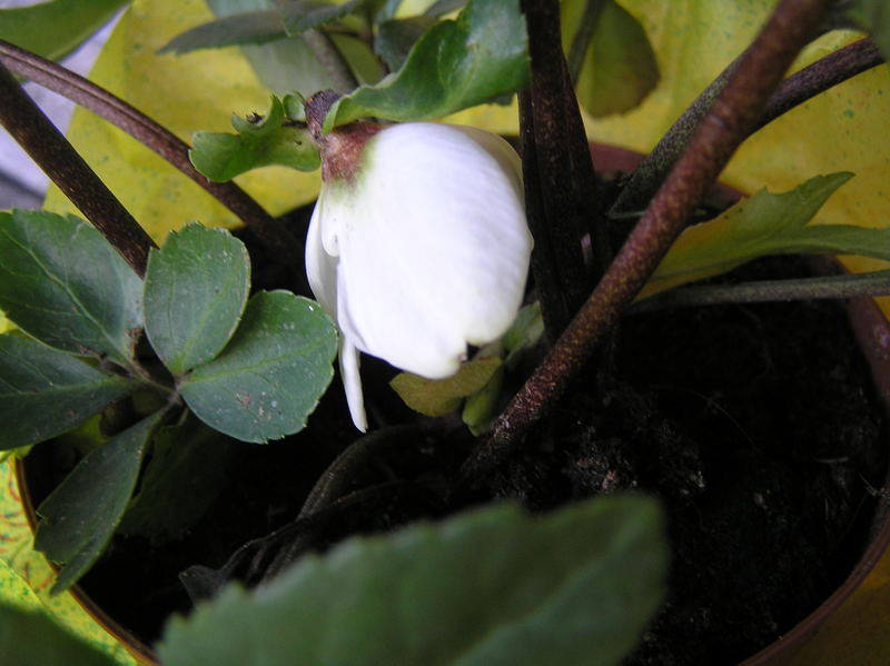 Gedanken an Dich - was bleibt ist eine Christrose für Dich und eine für mich -