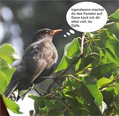 Gedanken einer Amsel