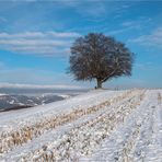 GEDANKEN EINER LINDE