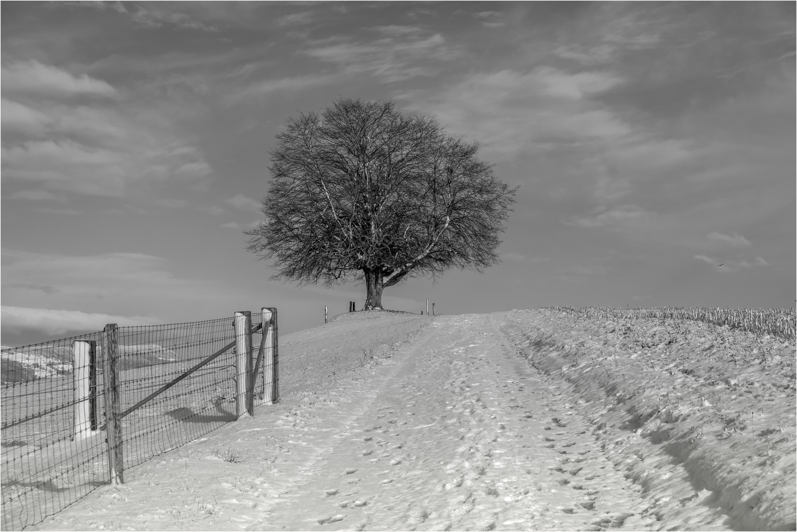 Gedanken einer Linde