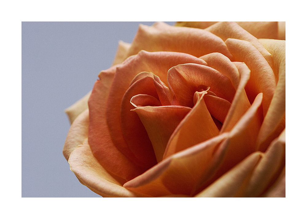 Gedanken einer Rose