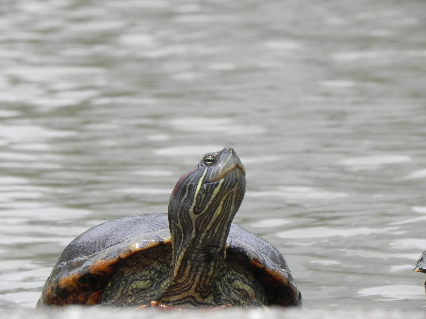 Gedanken einer Schildkröte