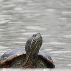 Gedanken einer Schildkröte