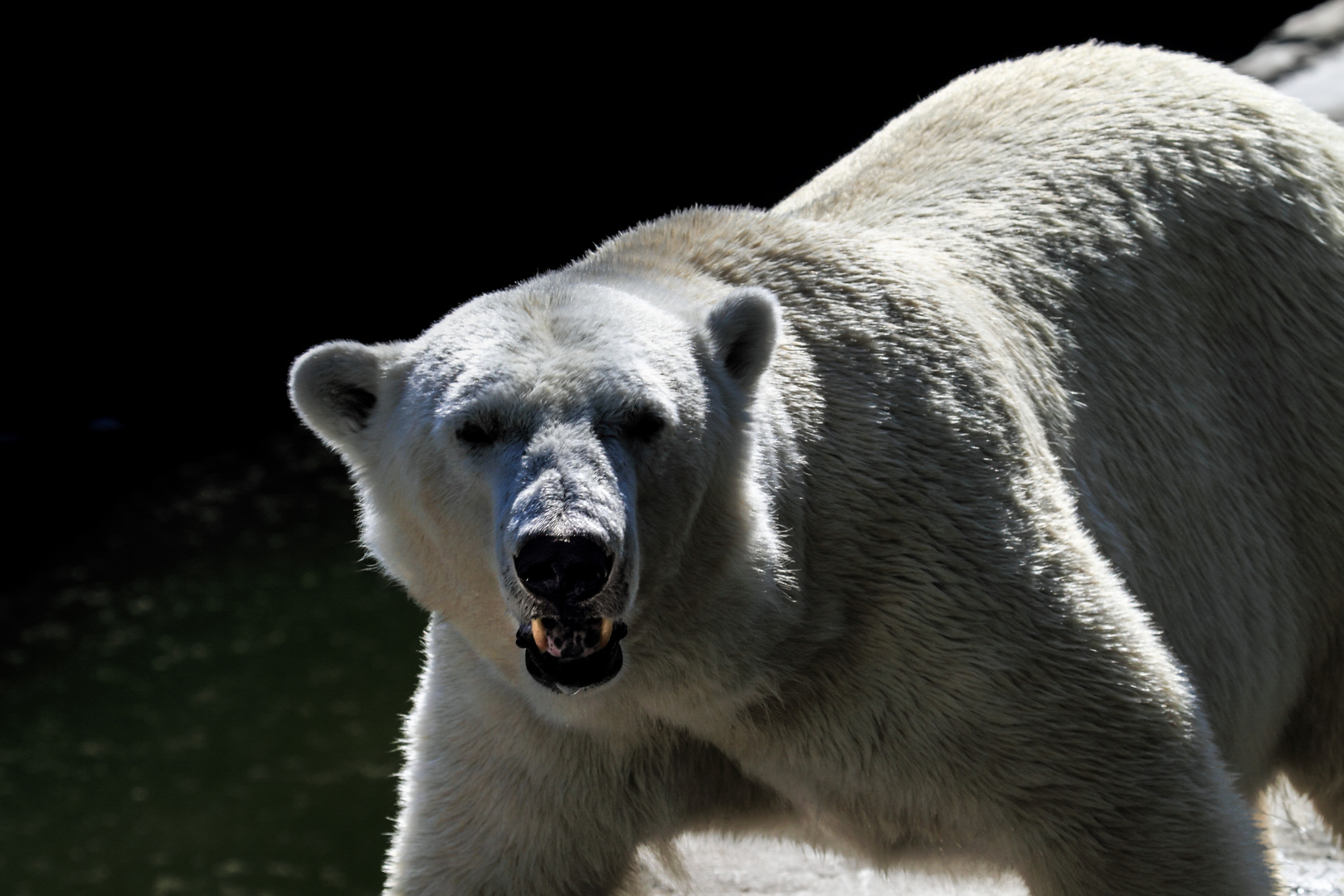 Gedanken eines Eisbären