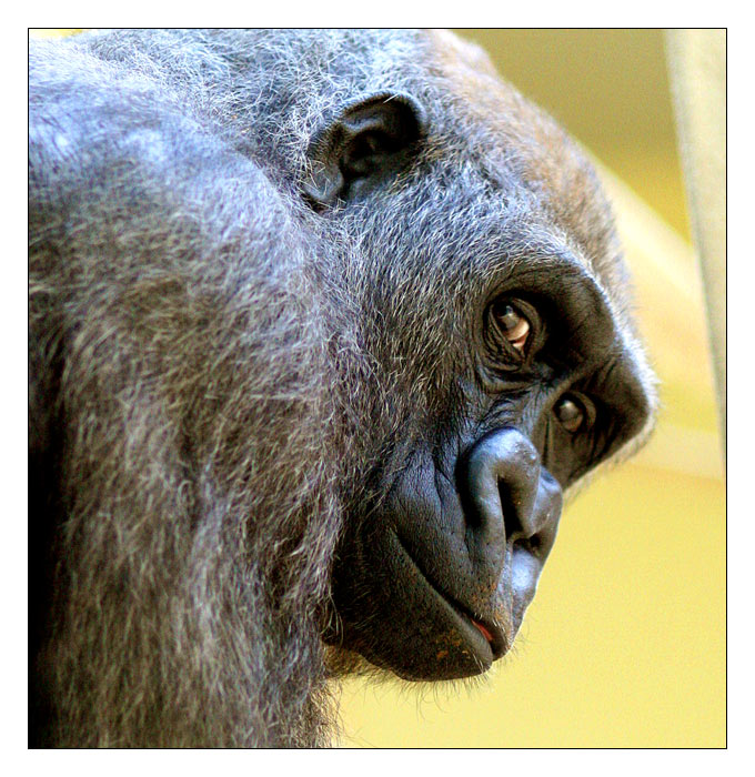 Gedanken eines Gorillas