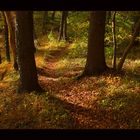 ...gedanken-verloren.. durch den Herbstwald schlendernd... (s. ausführliche KOMPOSITIONS- ANALYSE !)