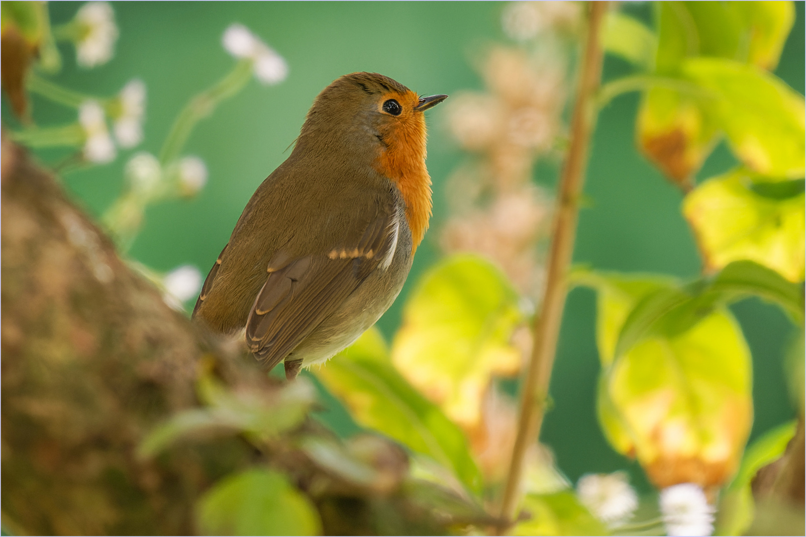 Gedanken versunken.. Foto & Bild natur, tiere, wildlife Bilder
