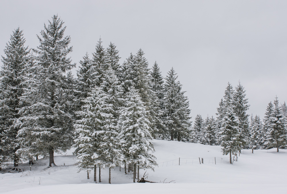 Gedanken zu einem Winterspaziergang - I