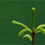 Gedanken zum Alleinsein