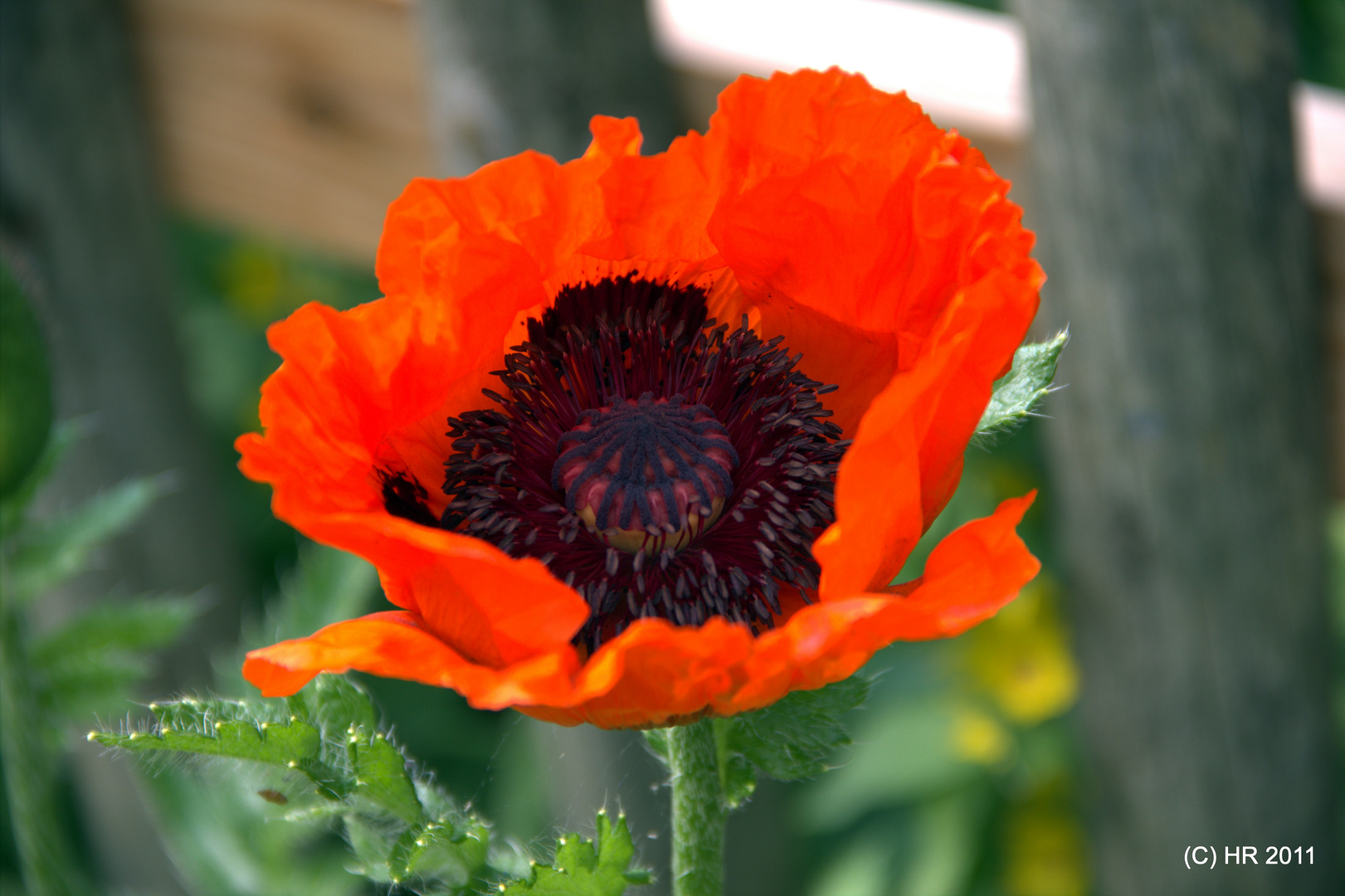 Gedanken zum .....Mohn!