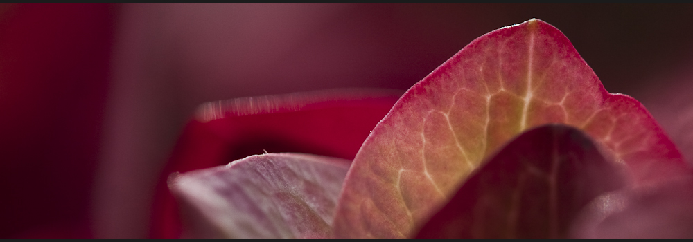 gedanken zur natur...