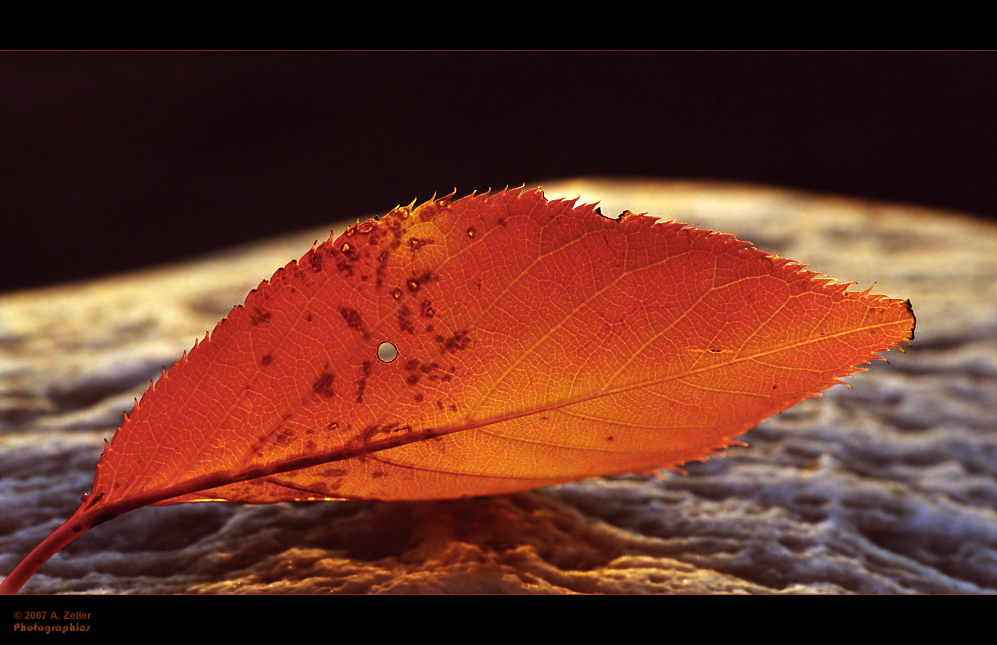 Gedanken zurück an den Herbst