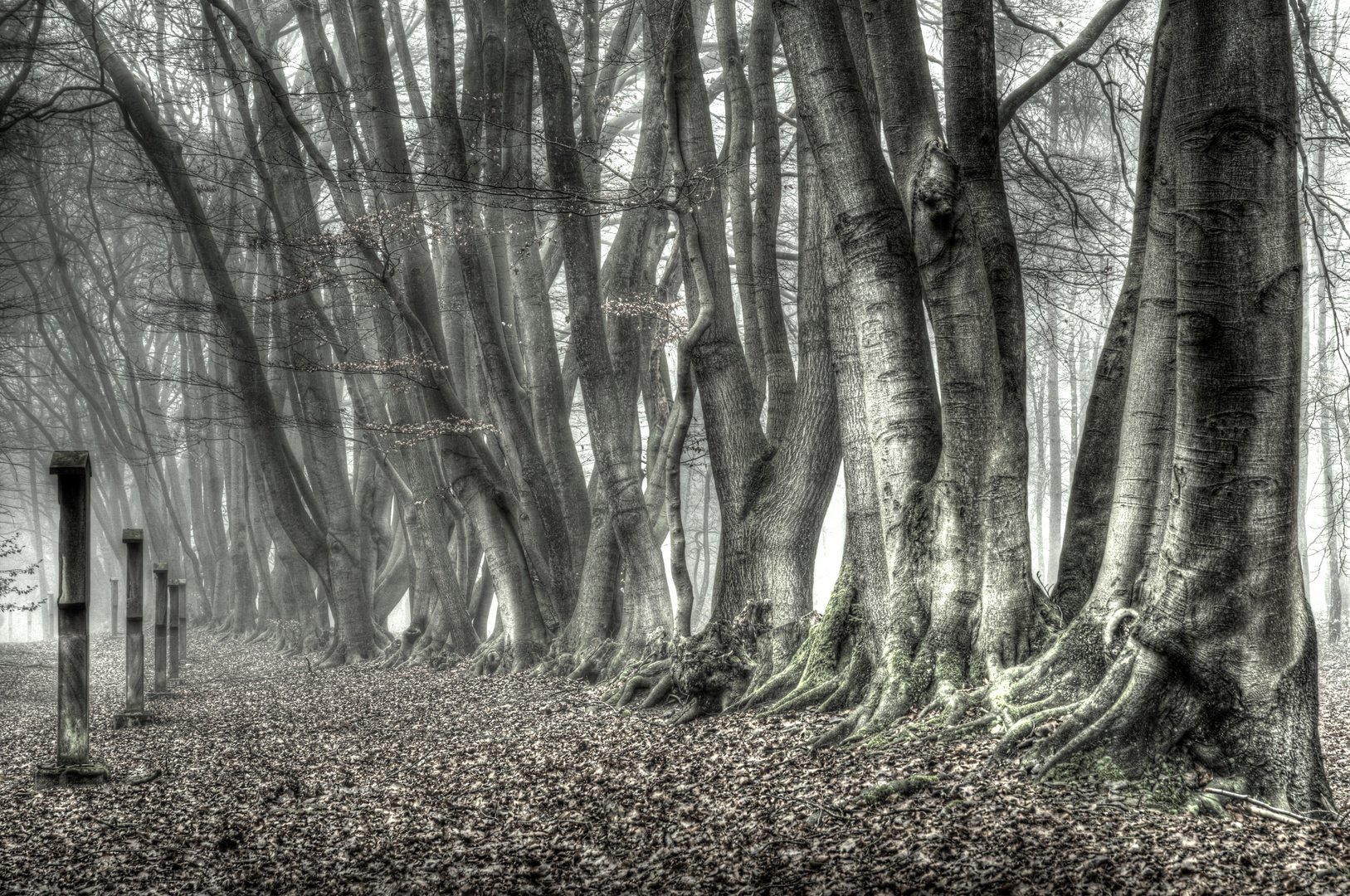 Gedankengang Foto & Bild | landschaft, wege und pfade, nebel Bilder auf