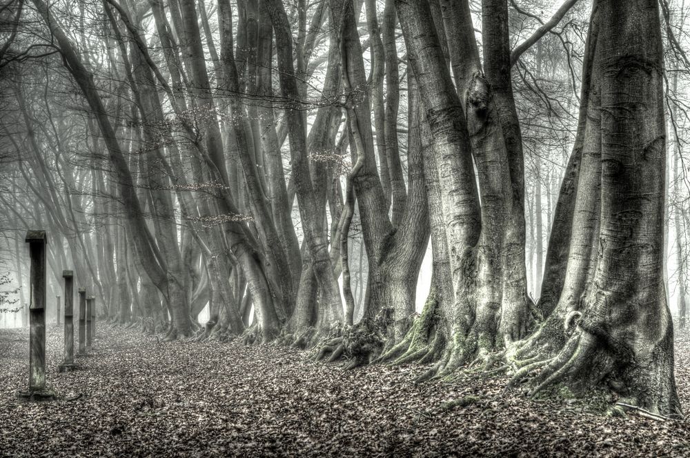 Gedankengang Foto & Bild | landschaft, wege und pfade, nebel Bilder auf