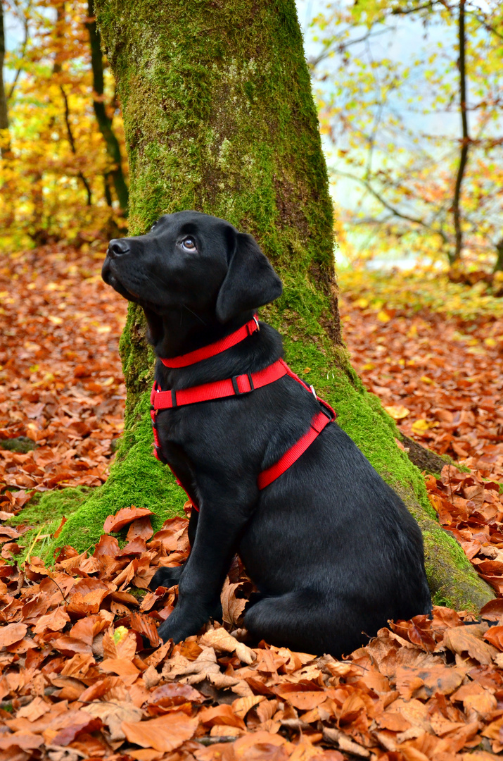 Gedankenverloren im Herbstwald