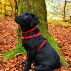 Gedankenverloren im Herbstwald