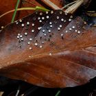 Gedeckelter Pokalstäubling (Craterium minutum)