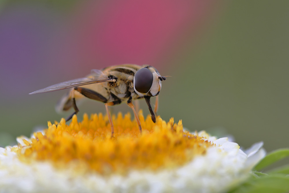 "Gedeckter Blumentisch"