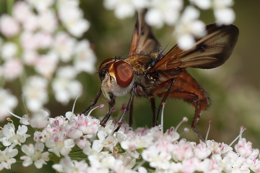 Gedeckter Nahrungstisch! Dettingen a.d.Erms, Biosphärengebie schw. Alb