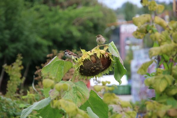 gedeckter Tisch auf der Hardturm-Brache in Zürich