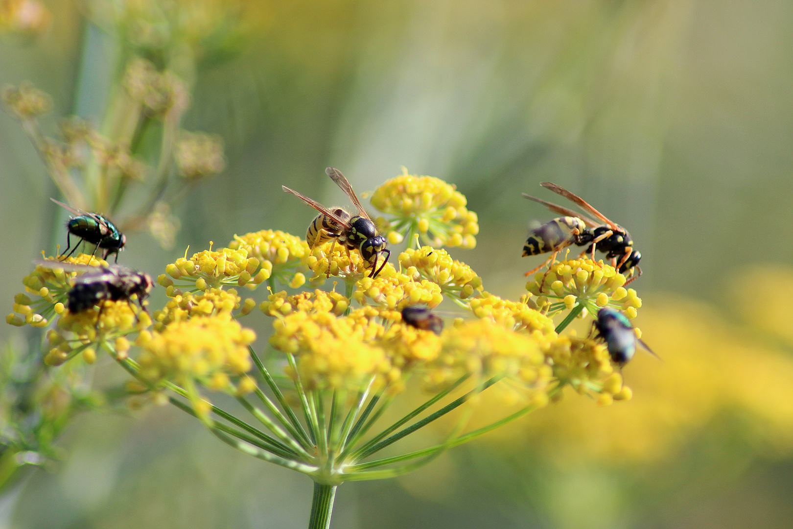 Gedeckter Tisch Foto Bild Tiere Natur Und Garten Bluten