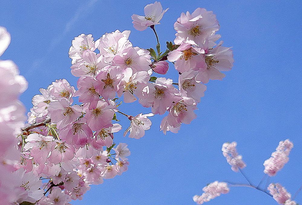 Gedeihen (mit eigenem Gedicht)