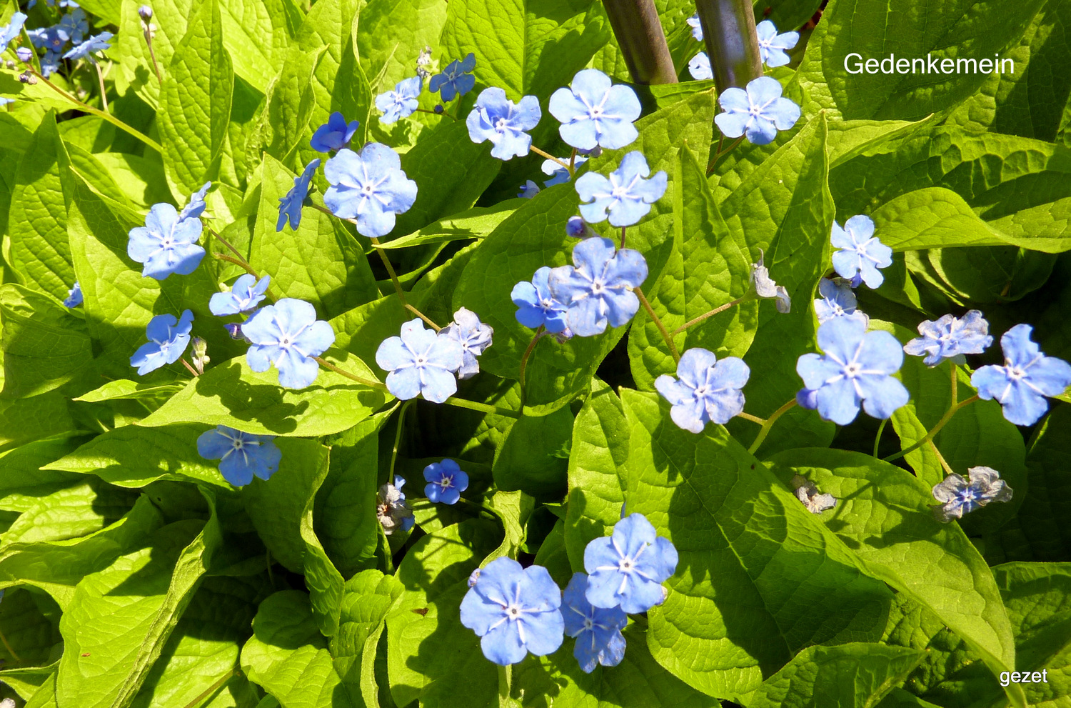 Gedenkemein - es wird Frühling sein