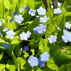 Gedenkemein - es wird Frühling sein