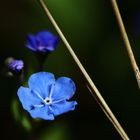 Gedenkemein (Omphalodes verna)